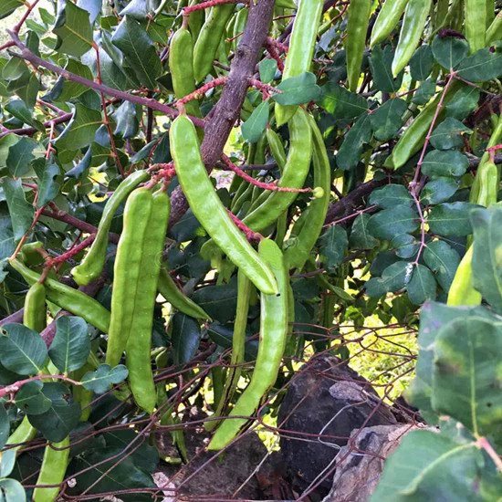 carob bean extract