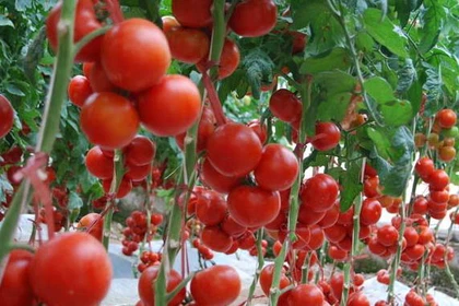 Tomato Tomato